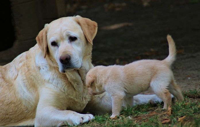 Le parc de la Sauvagette