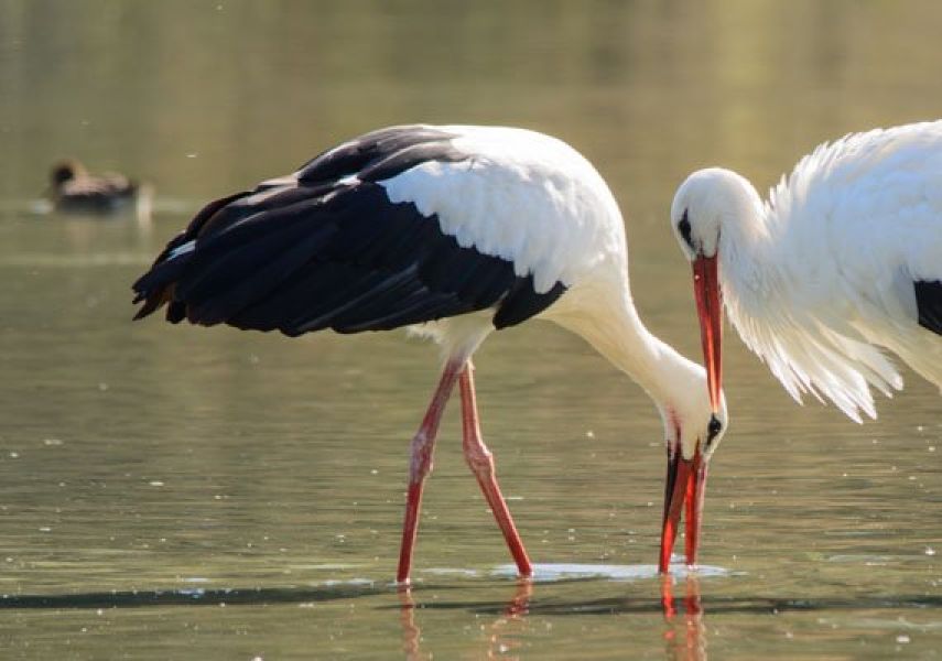 Observez les oiseaux du marais de Blonville-sur-Mer