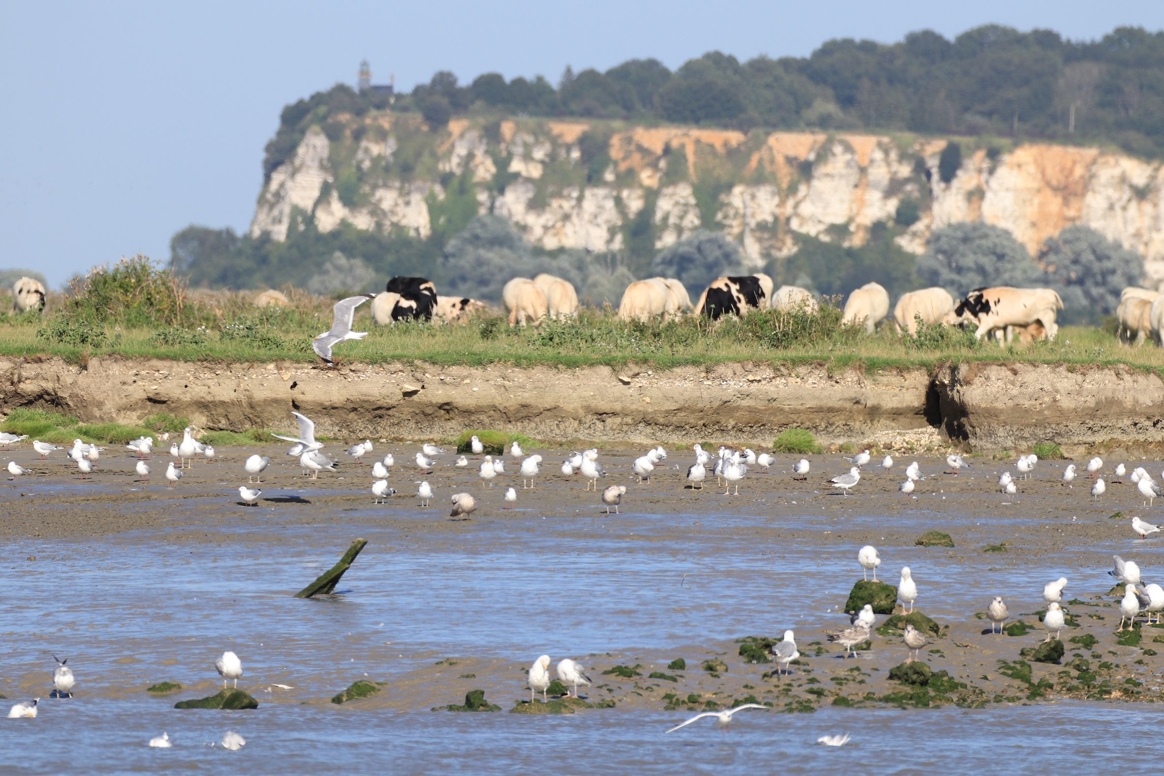 Les Traversées de l'Estuaire