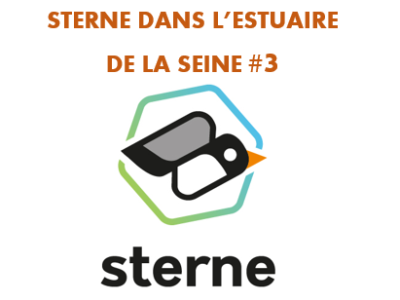 Sterne dans l&rsquo;estuaire de la Seine #3